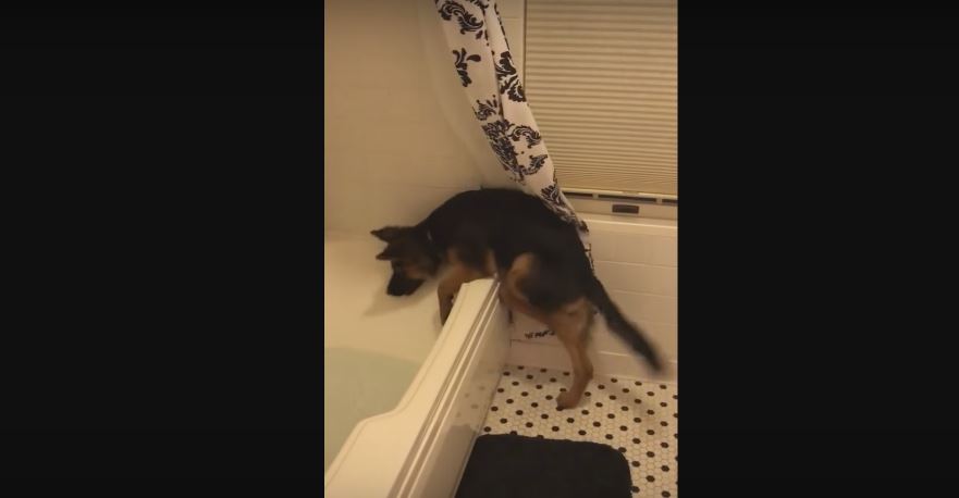 German Shepherd Puppy Hurriedly Jumps Right Into The Tub…