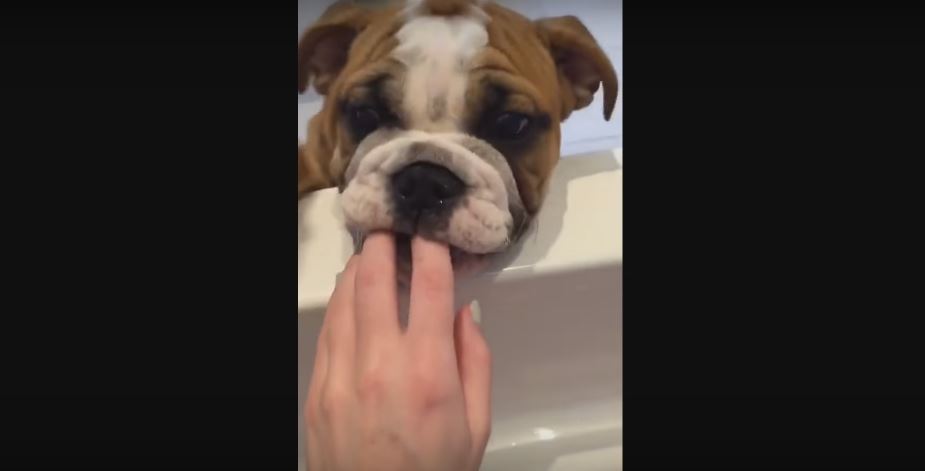 Puppy Begs Human To Let Him Join Her In The…