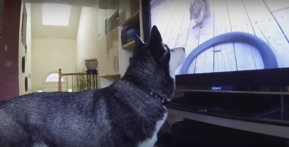 Siberian Husky Loves Watching Animal Videos On TV. He…