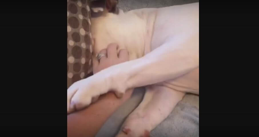 Bulldog Puppy Pushes Mom’s Hand Away Each Time She…