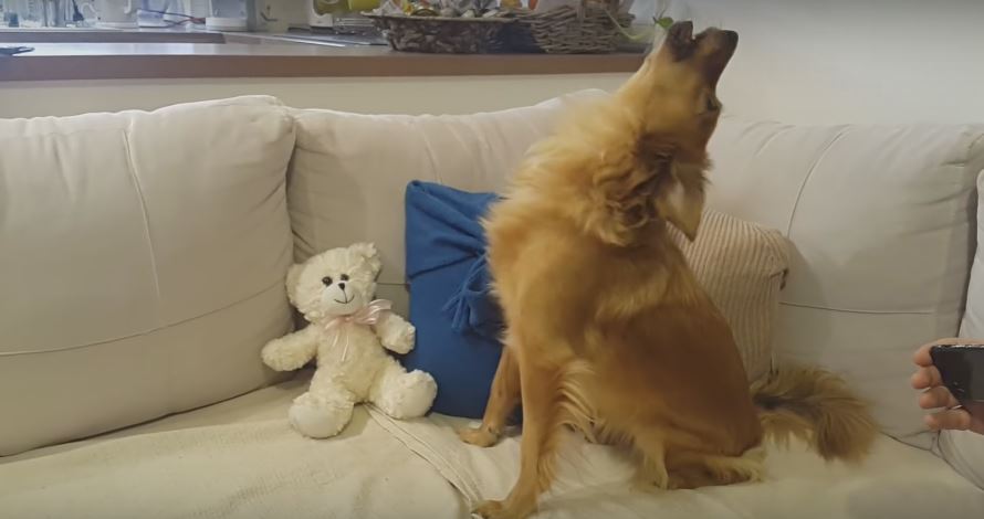 Watch This Pooch As She Warms Up Her Vocals.…