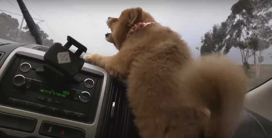 This Pooch Is Disgusted By Windshield Wipers. She Gets So…