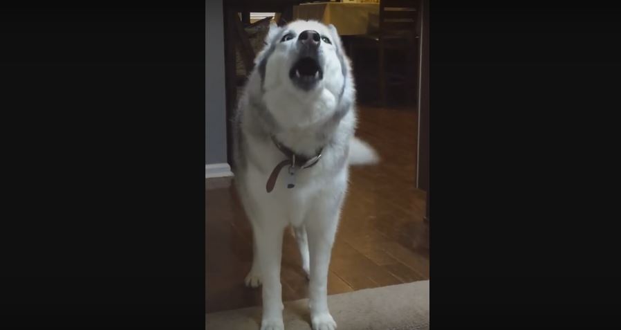 Husky Throws One Of The Worst Temper Tantrums Ever……