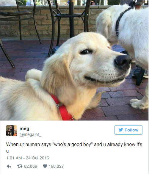 24 Tweets That Prove That Dogs Are…