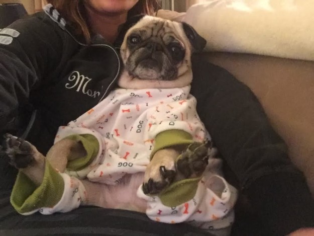 21 Cats And Dogs Totally Ready For Bedtime. You’re Going…