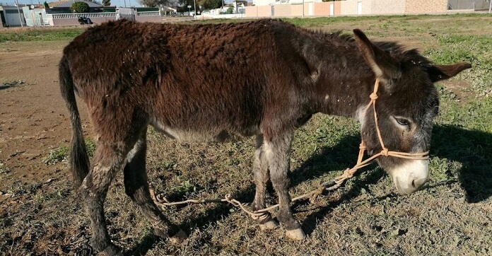 This Donkey Spent Years Tied Up In A Field,…