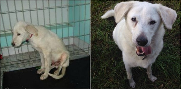 23 Before And After Rescue Dog Transformations That Will Melt…