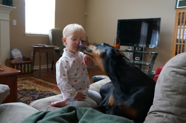 20 Reasons Why Dobermans Are Scary And Vicious Dogs To…