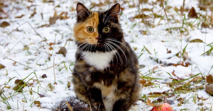 This Rescue Kitten’s Face Is So Pretty You’re Going…