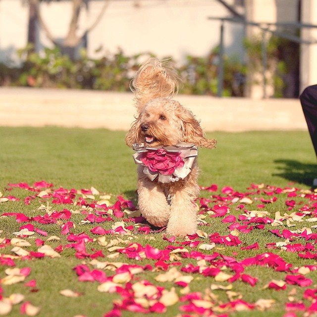 20 Wedding Photos That Prove Dogs Should Definitely Be Invited!