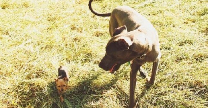 Massive Great Dane’s Best Friend Is A 5-Pound Chihuahua…