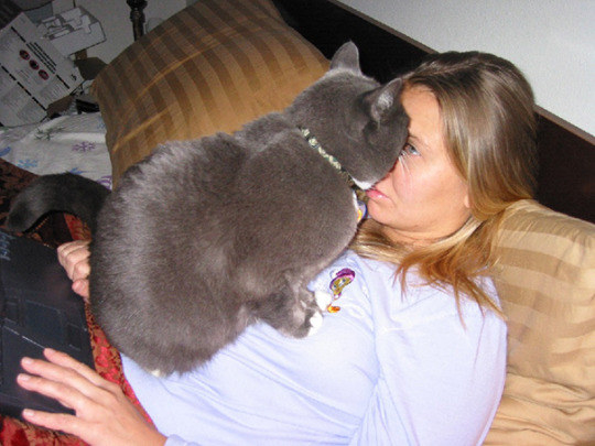 19 Reasons That Totally Prove Cats Can Be Super Jerks