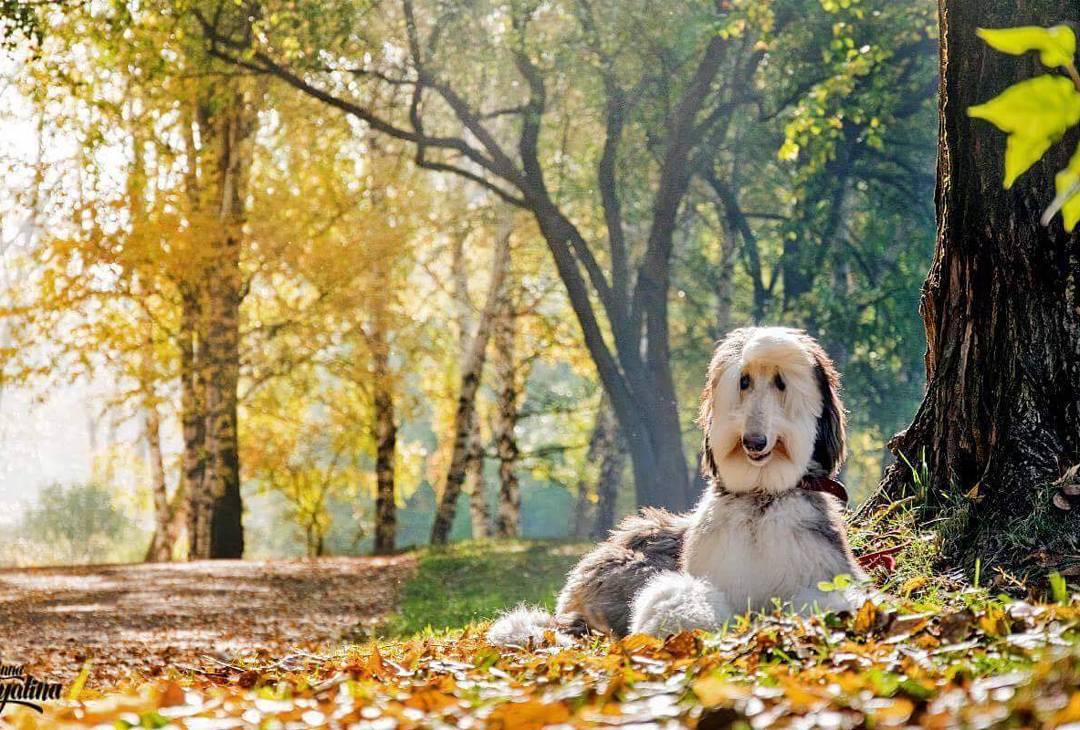 20 Reasons Why Everyone Should Adopt Afghan Hounds!