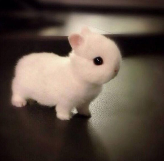 20 Pictures Of Adorable Dwarf Bunnies You’ve Probably Never…