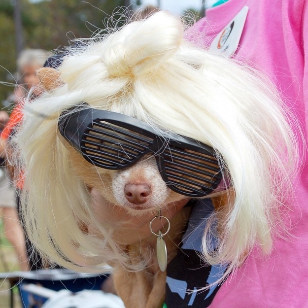 22 Pets Who Wore Wigs Definitely Look Better Than…