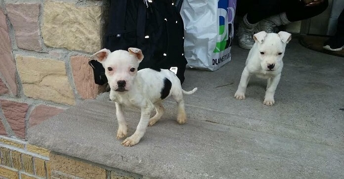 Heartbroken Puppy Sold On Craigslist Couldn’t Stop Crying Until She…