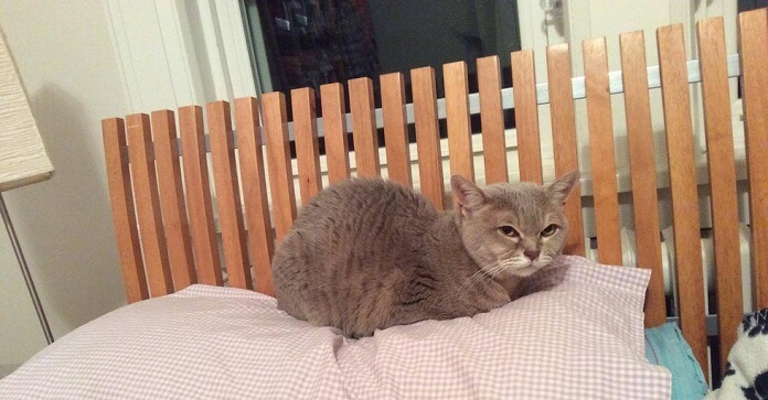 Sick Cat Surrendered At A Shelter Finds The Perfect…