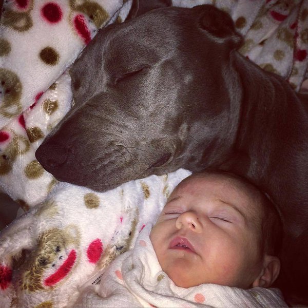 20 Pictures That Prove Pit Bulls Are…