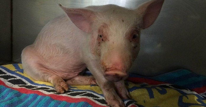 On The Way To Slaughterhouse, This Scared Baby Pig…