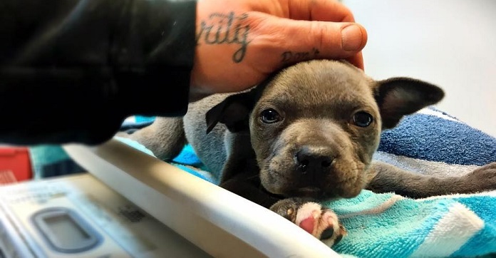 This Puppy Was Abandoned Because He Couldn’t Stand. The Life…