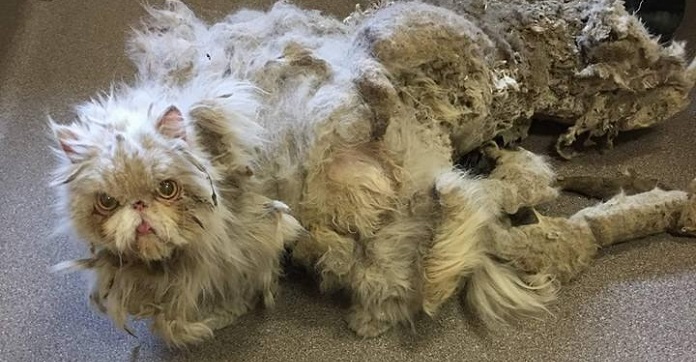 Rescued From A Basement, This Cat’s 5-Pound Matted Fur…