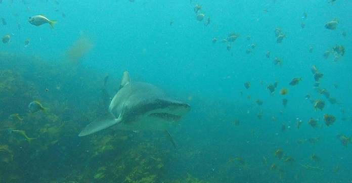 Shark Swims Up To A Diver And Does Something You’re…