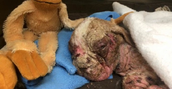 No One Thought This Poor Pup Would Live, But You…