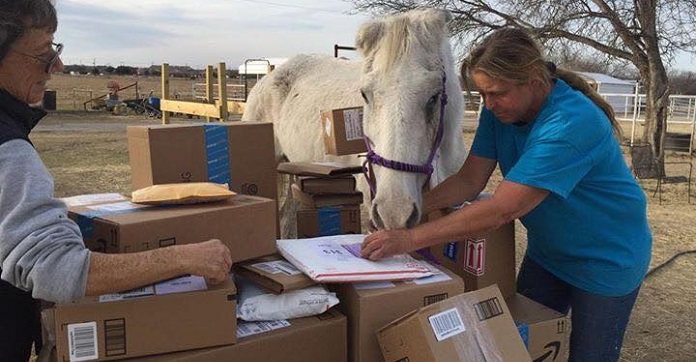 ‘Unwanted’ Horse Who Saved Himself From A Kill-Lot Gets Showered…