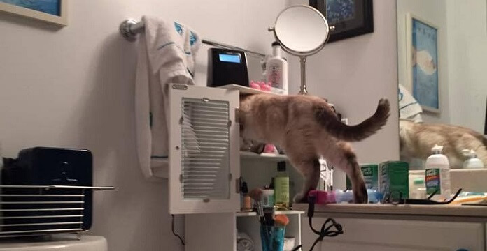 These Cats Are So Obsessed With Q-Tips That They…