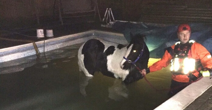 Horse In A Pool Gets A Second Chance After Brave…