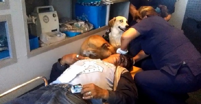 Loyal Dogs Hop Into The Ambulance To Comfort Their…