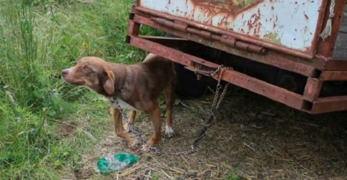 They Walked Up To A Dog Who’d Been Chained And…