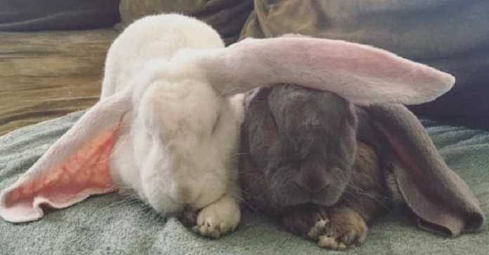 She Asked Her Husband If They Could Adopt A Bunny.…