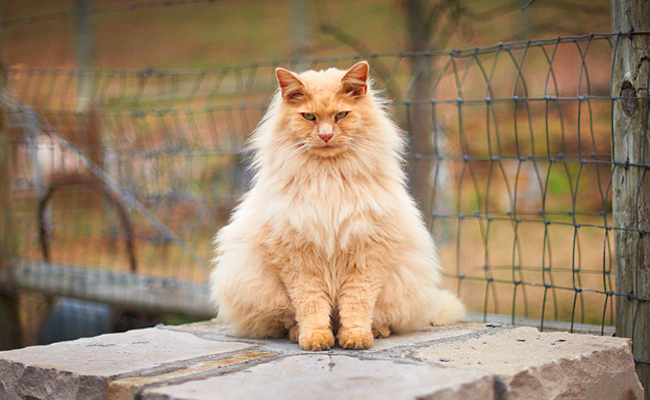 22 Majestic Looking Cats Who’re Too Good…