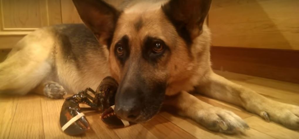 German Shepherd Thinks Lobster Is Her Own…