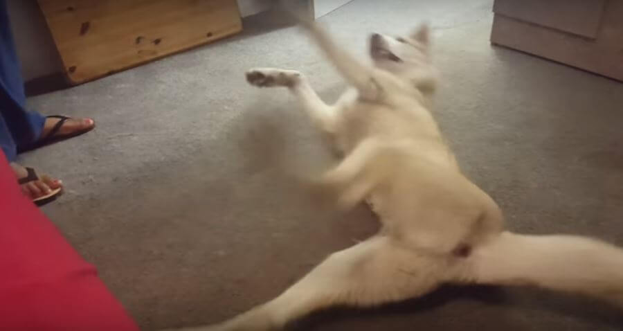 Husky Argues About Taking A Shower. Hilarious!