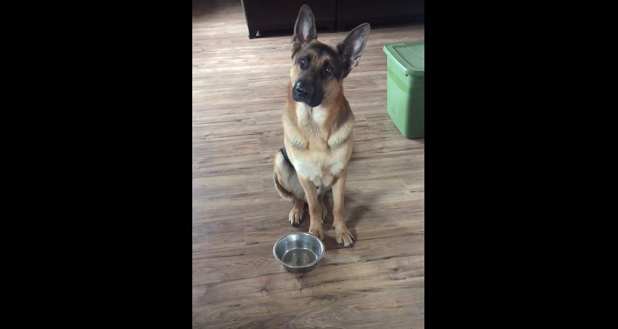 This German Shepherd Begging For Food Is…