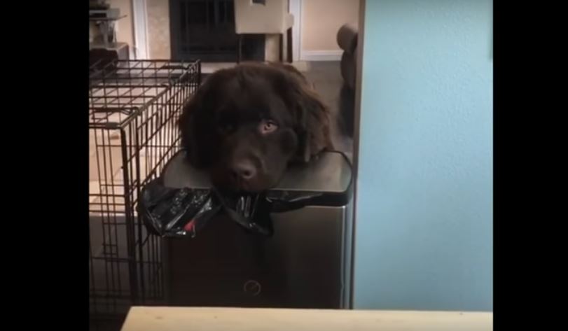 Newfoundland Begs To Impress. You Can’t Say No To Him!