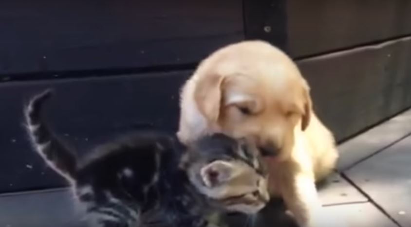 Golden Retriever Puppy And Kitten Can’t Get Enough Of Each…