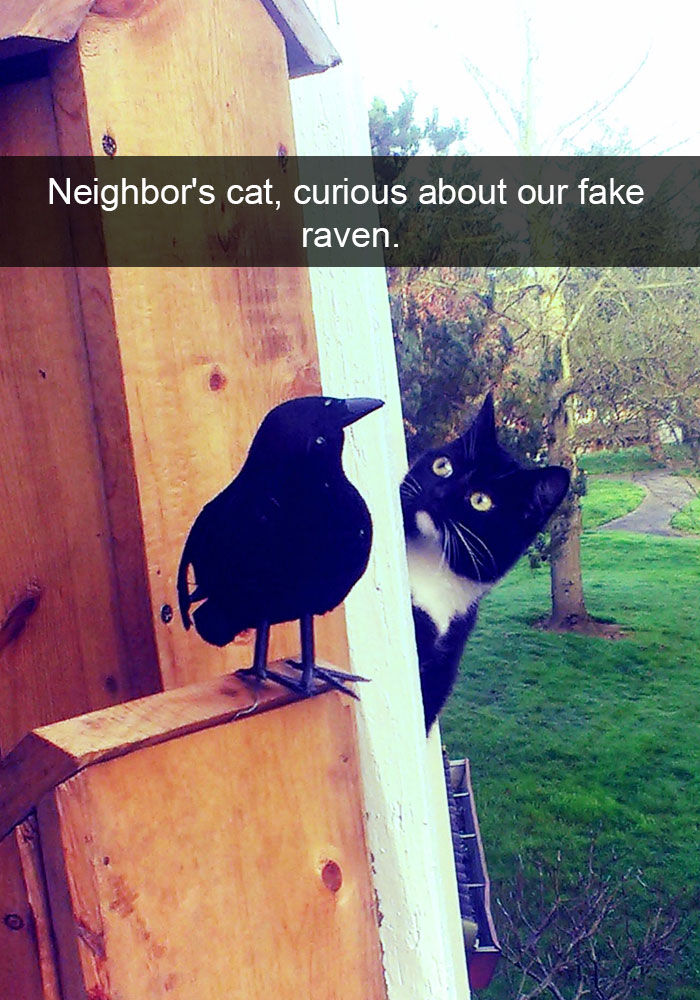 45 Purr-fectly Hilarious Cat Snapchats That Put Dogs To…