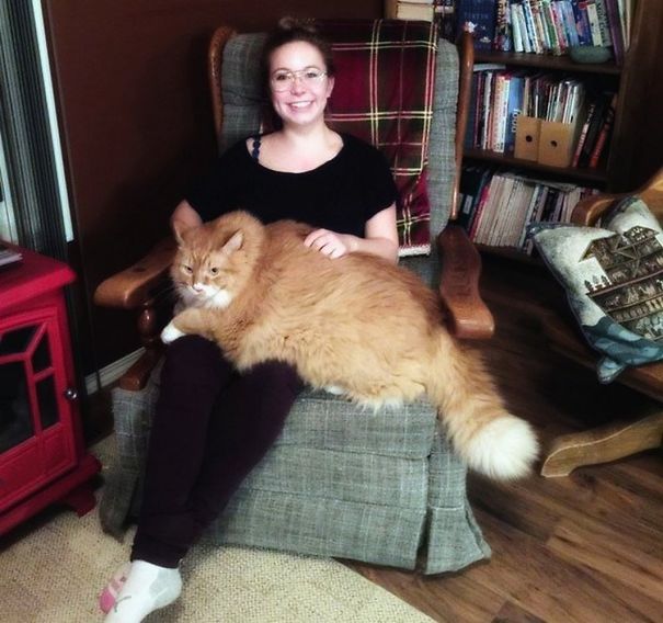 71 GIANT Pet Cats That Will Make…