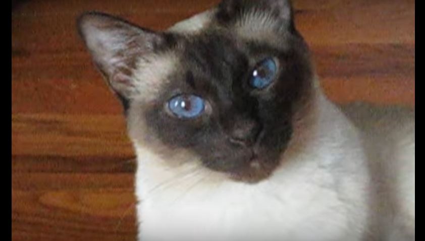 Siamese Cat Answers All Of Her Dad’s Questions. So Friggin’…