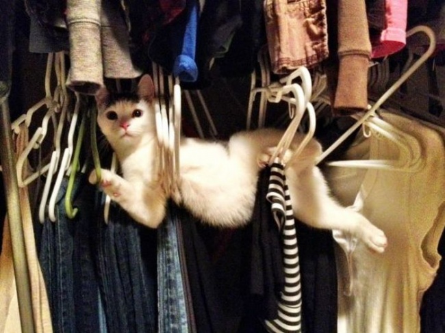 100 Cutest Cat Photos Of The New…