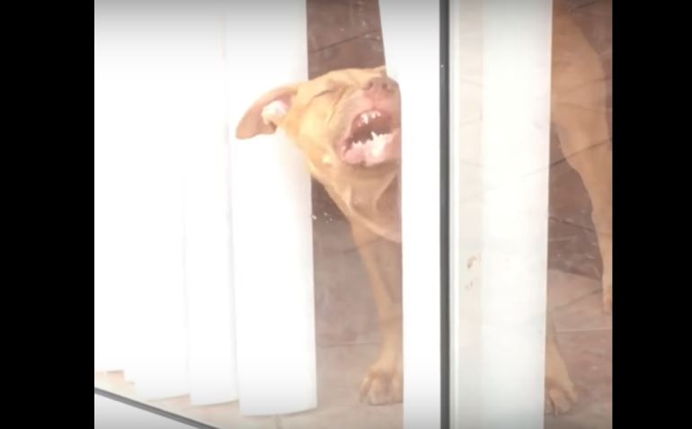 Clueless Pooch Thinks The Only Way To Get Rid Of…