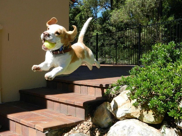 100 Of The Happiest Dogs In The…