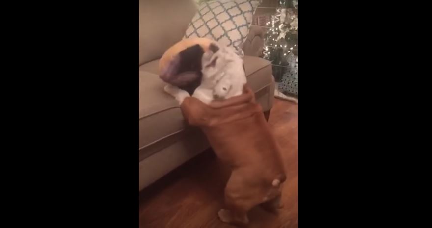 Bulldog Is Having Major Trouble Jumping Up On The Sofa.…