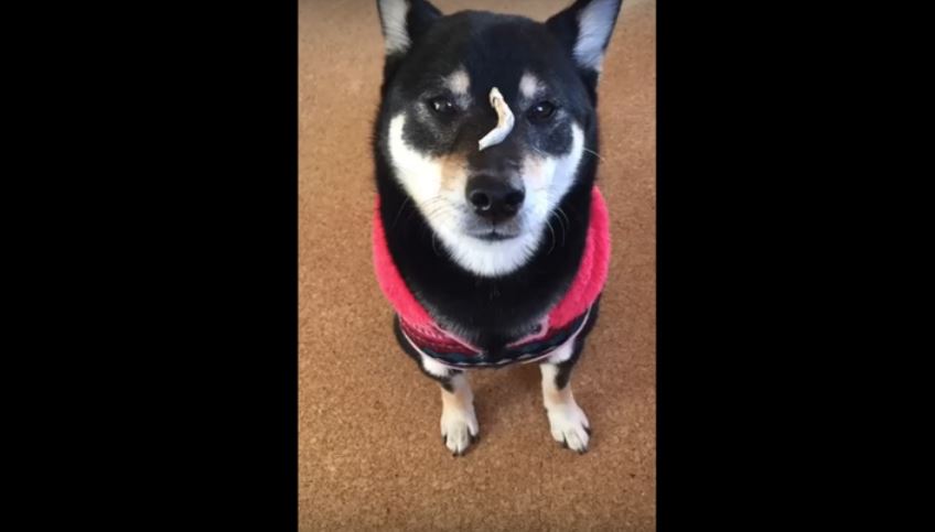 This Shiba Inu Catches Treats Faster Than The Speed…