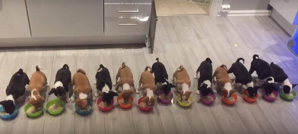 Watch These 14 Basenji Puppies Eat All Together. Such…