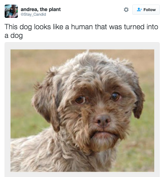 21 Dogs Who Look Like Real Human…