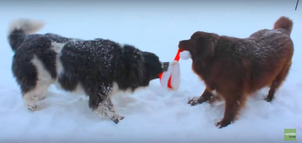 It’s Already Way Past Christmas, But These Two Giant Dogs…